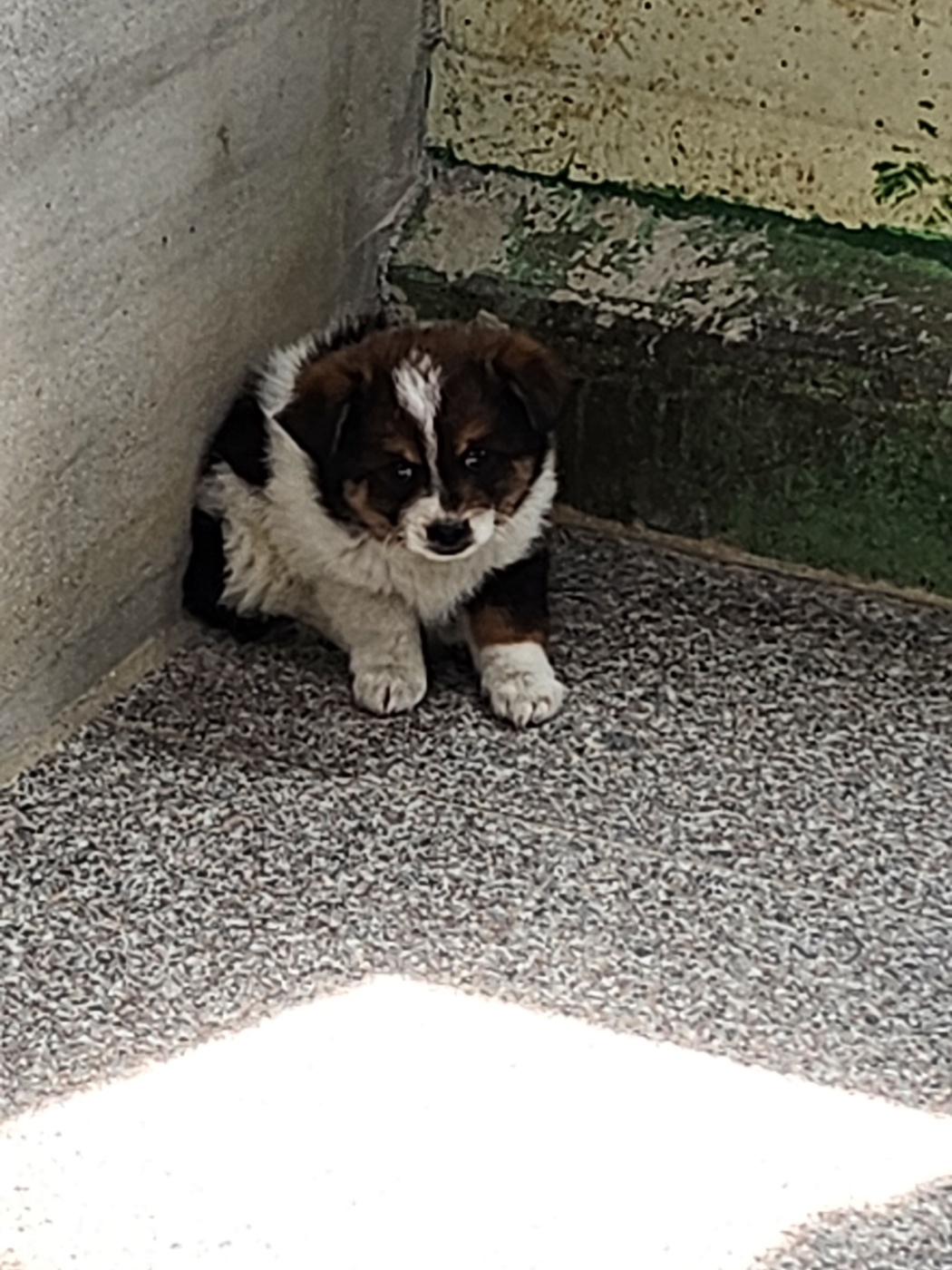 영주시 동물보호센터_447509202400105